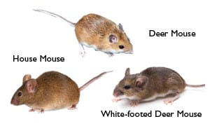 House Mouse, Deer Mouse, and White-footed Deer Mouse