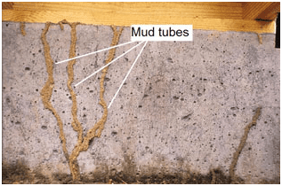 termite mud tubes in basement