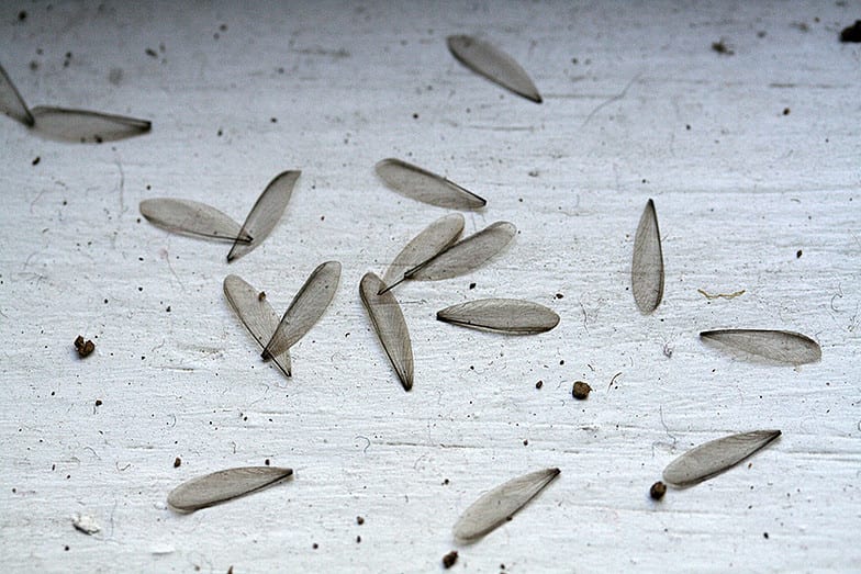 picture of termite wings after swarm