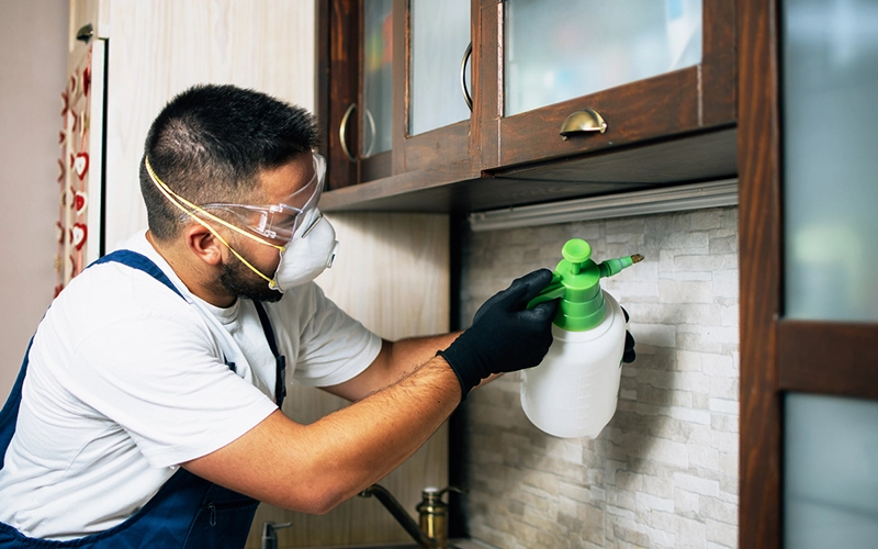 Pest Control In Cape