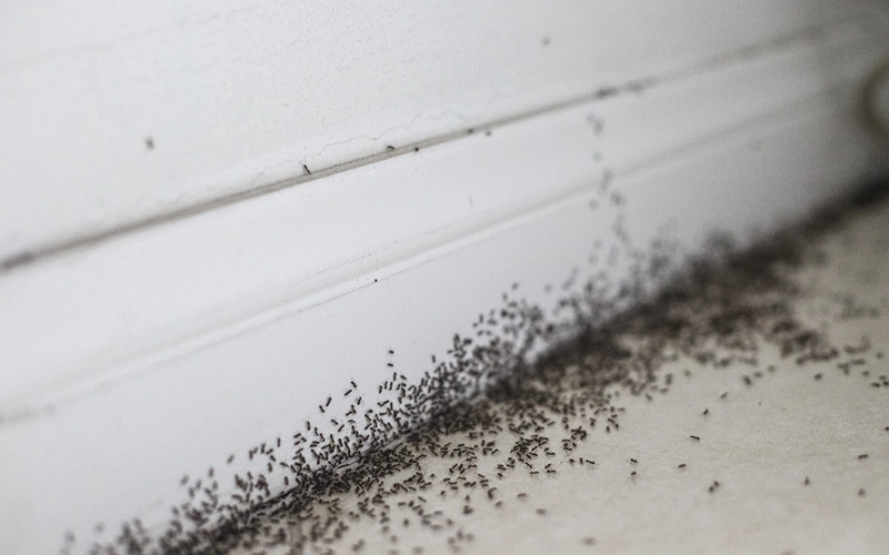 Pest Control in Cape Cod