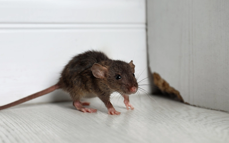 Pests Multiply Fast