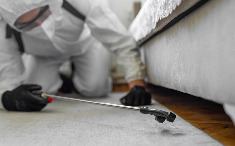 Termite Inspection Massachusetts