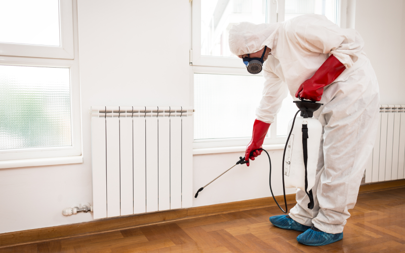 How to Safely Get Rid of a Wasp Nest Around Your Home
