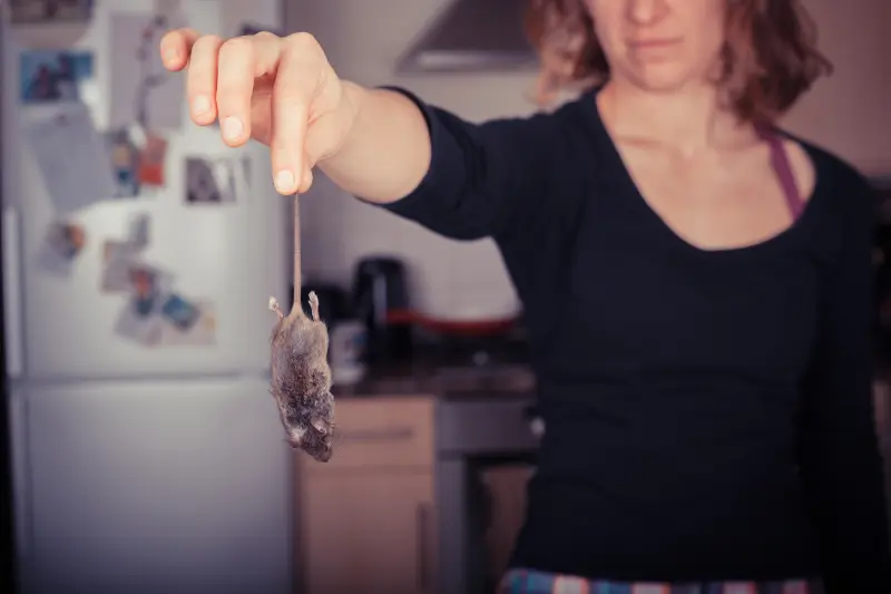 how to get rid of mice in house