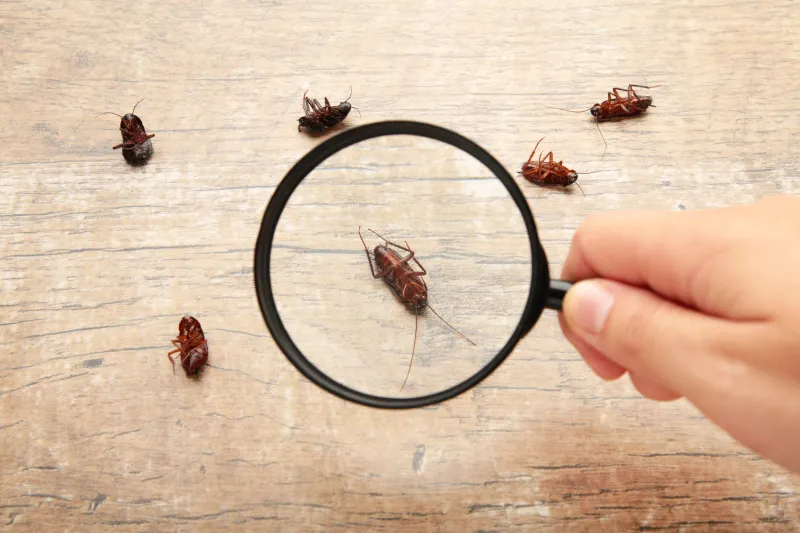 Are Cockroaches Dangerous Health Risks