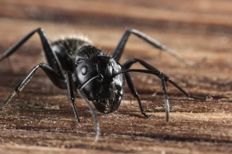 Get Rid of Carpenter Ants