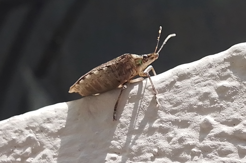 How to Get Rid of Stink Bugs