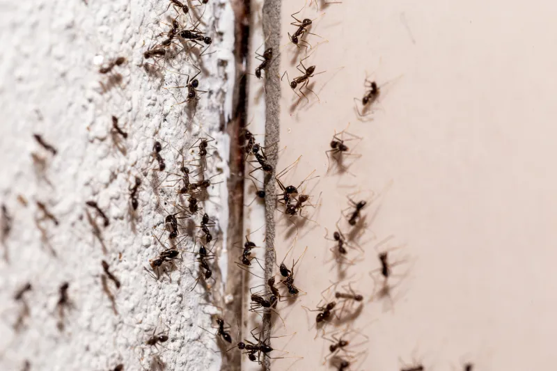 Pest Control in Mansfield