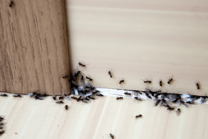 how to get rid of ants in the house