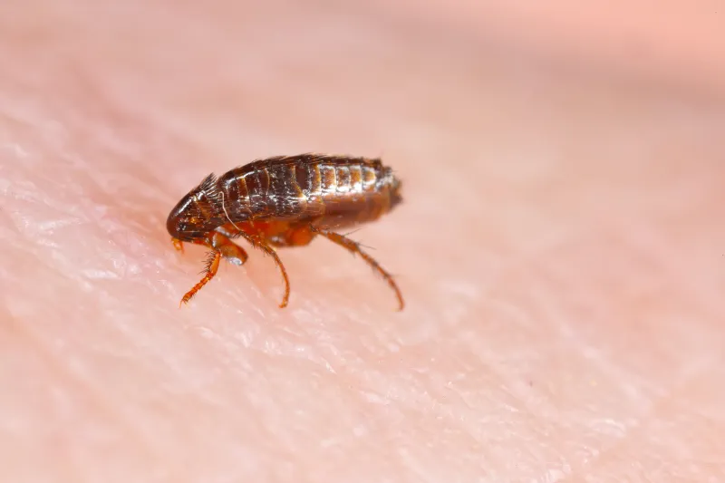 how to get rid of fleas in your house
