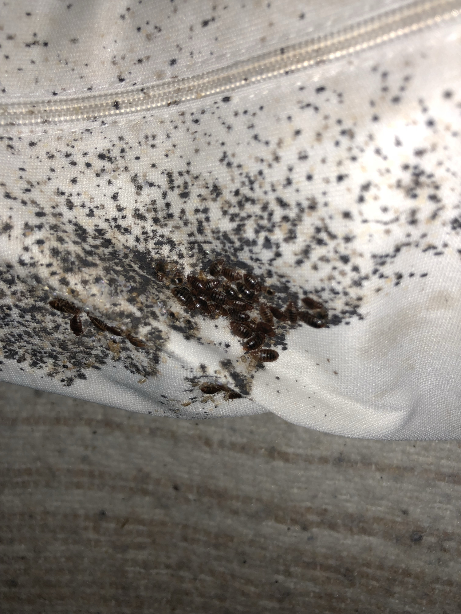 Close-up of multiple bed bugs clustered along a mattress seam, surrounded by dark stains and droppings indicating a severe bed bug infestation.