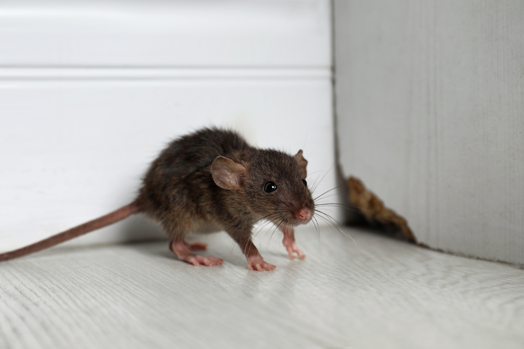 Close-up of a brown rat standing on a light-coloured floor near a wall corner, highlighting a potential rodent infestation in a home.