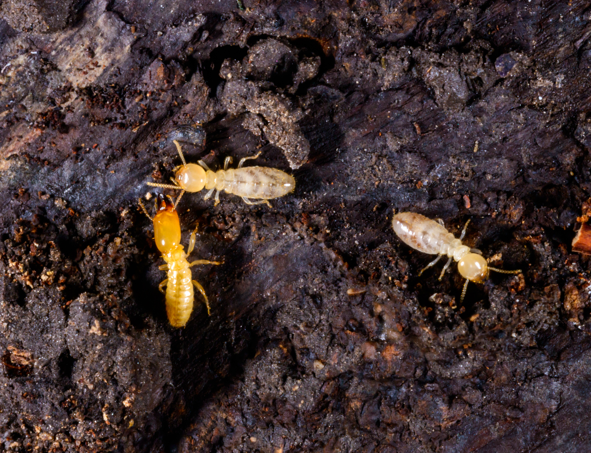 Close-up of three pale subterranean termites crawling on dark, decaying wood, highlighting termite activity and potential wood damage.