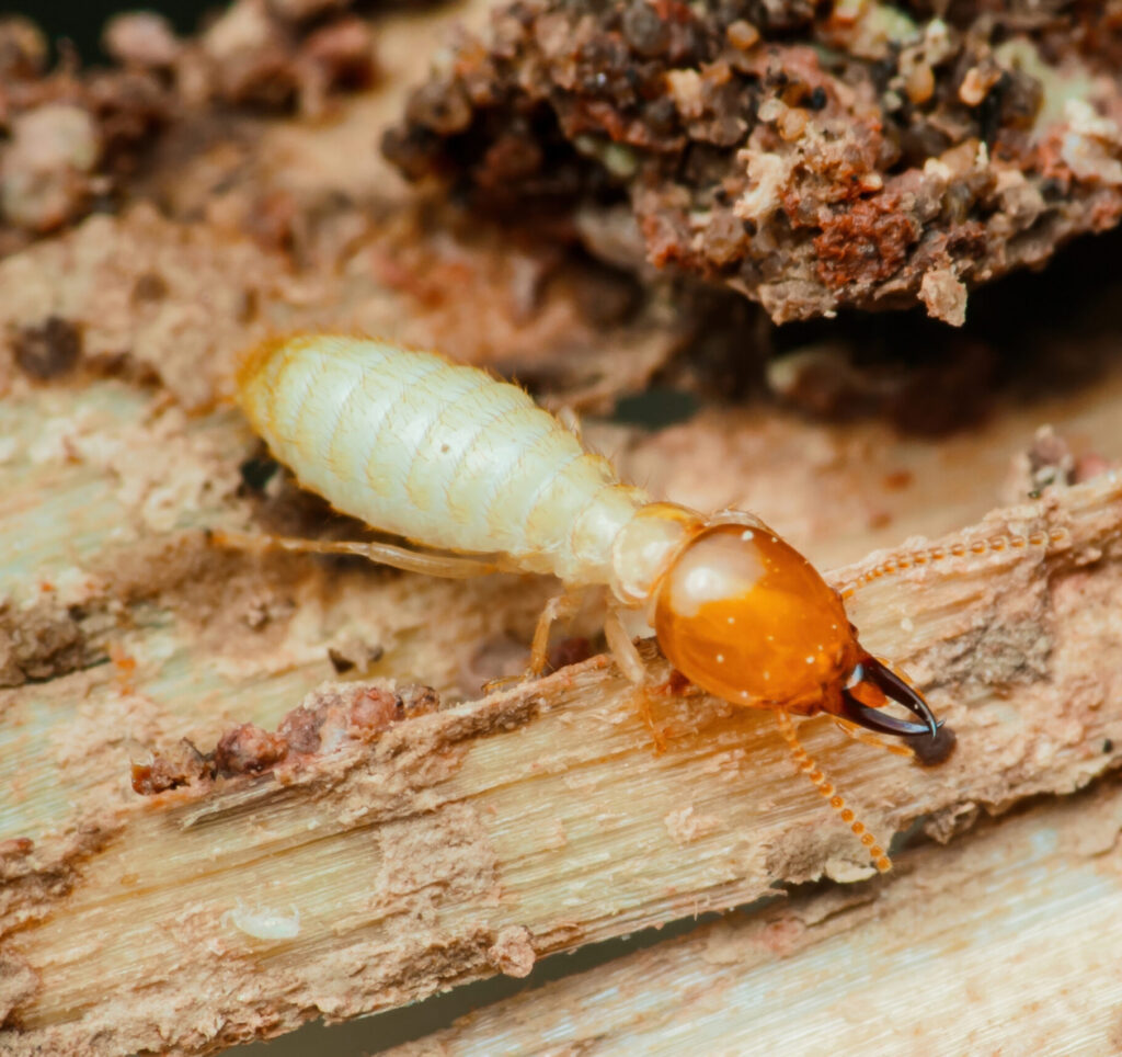 Macro close-up of a soldier termite with an orange head, dark mandibles and pale body crawling on damaged wood, highlighting termite activity and wood infestation.